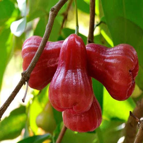 Red Water apple Plant