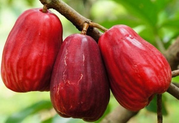 Red Water apple Plant — photo 2