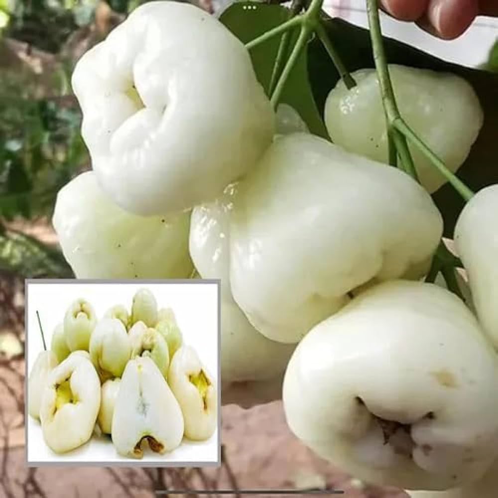 White water apple - Fruit Plant