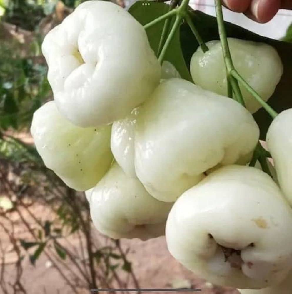 White water apple - Fruit Plant — photo 2