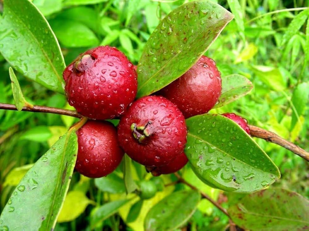 Red Strawberry Guava-(Seedling & Layering Plants)