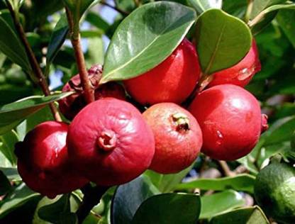Red Strawberry Guava-(Seedling & Layering Plants) — photo 2