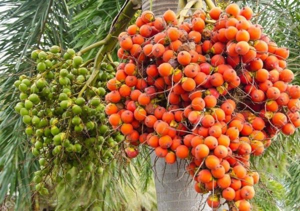 Superi Plant