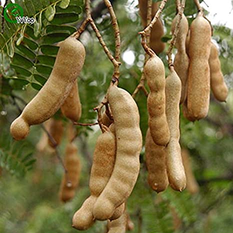 Swauet Tarmarek (Imali) Fruit Plant