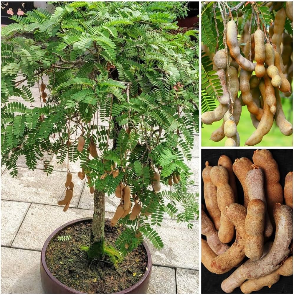 Swauet Tarmarek (Imali) Fruit Plant — photo 2