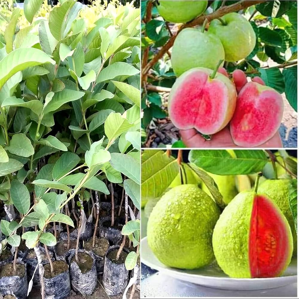 Thai Pink guava Plant — photo 2