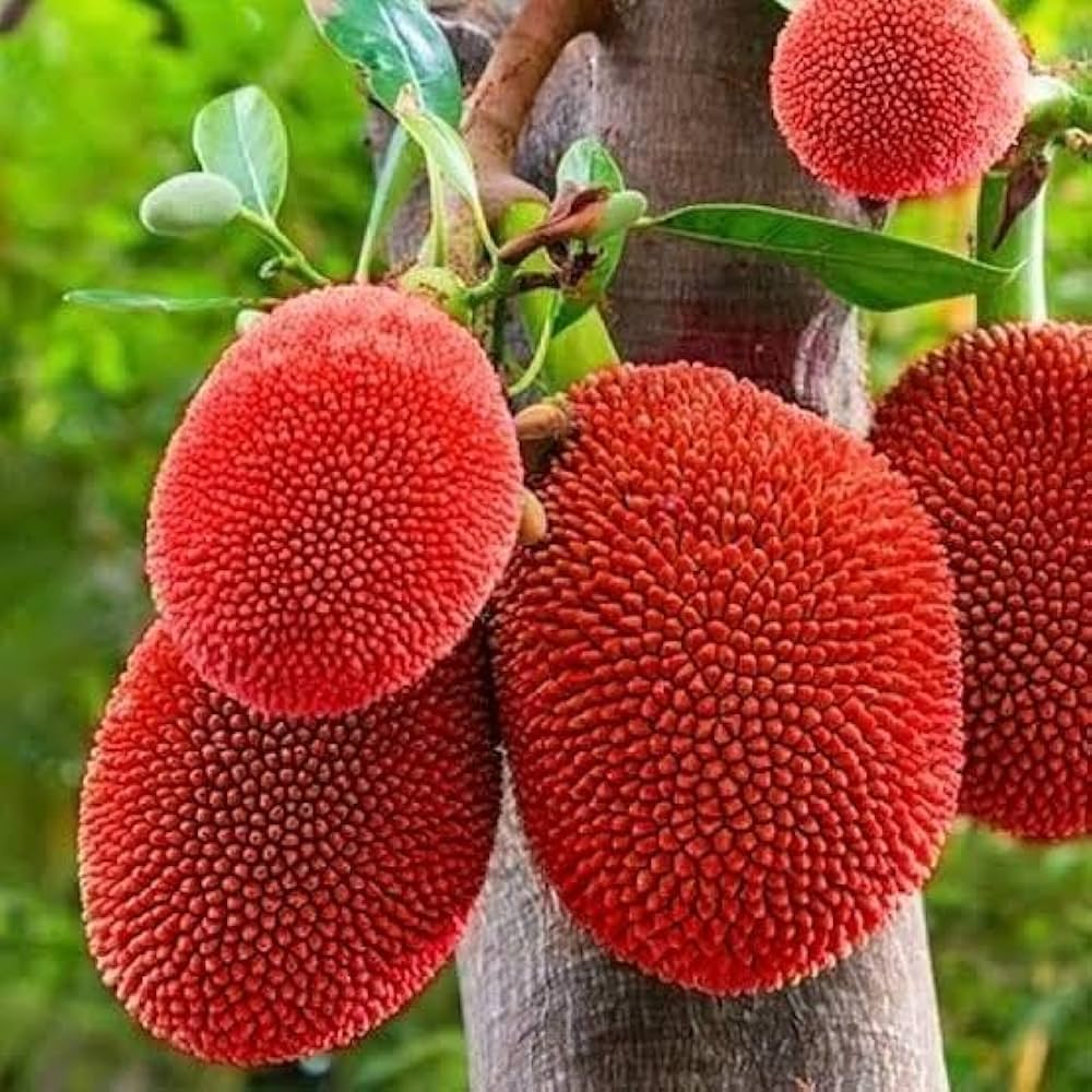 Thai Pink jackfruit- Grafting Fruit Plant