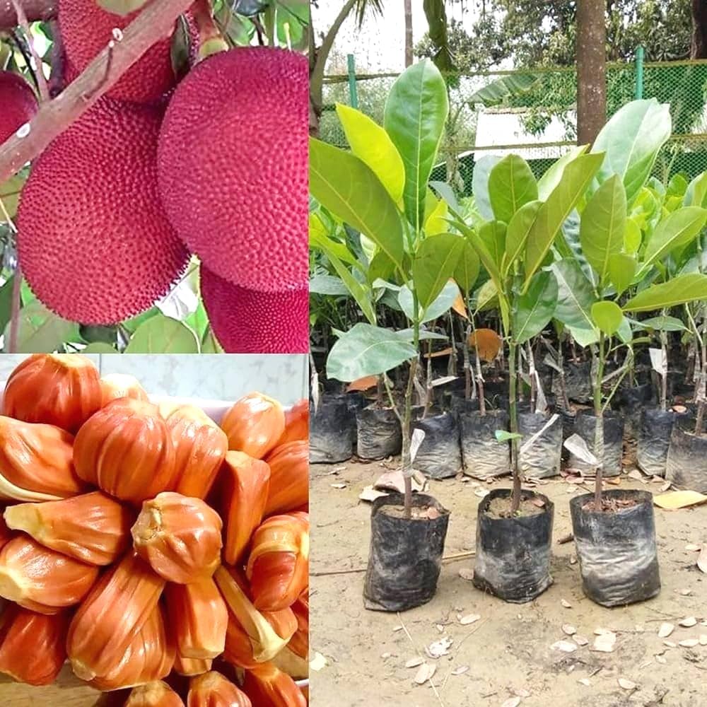 Thai Pink jackfruit- Grafting Fruit Plant — photo 2