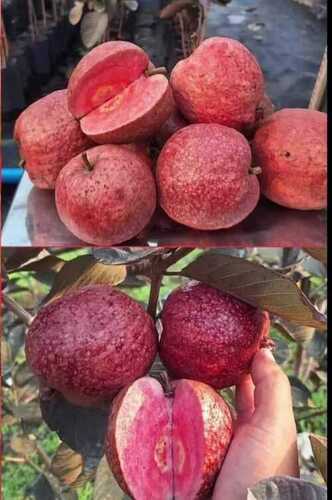 Thai Red Guava Plant