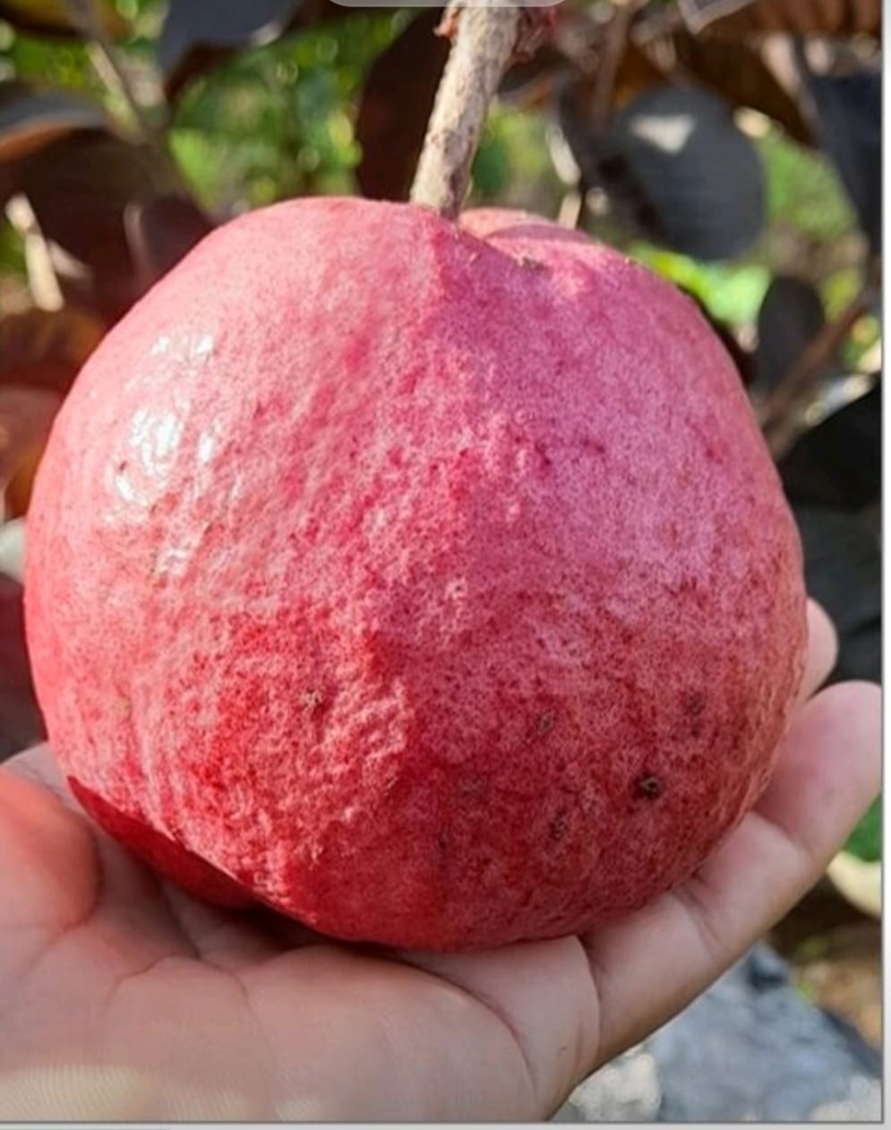 Thai Red Guava Plant — photo 2