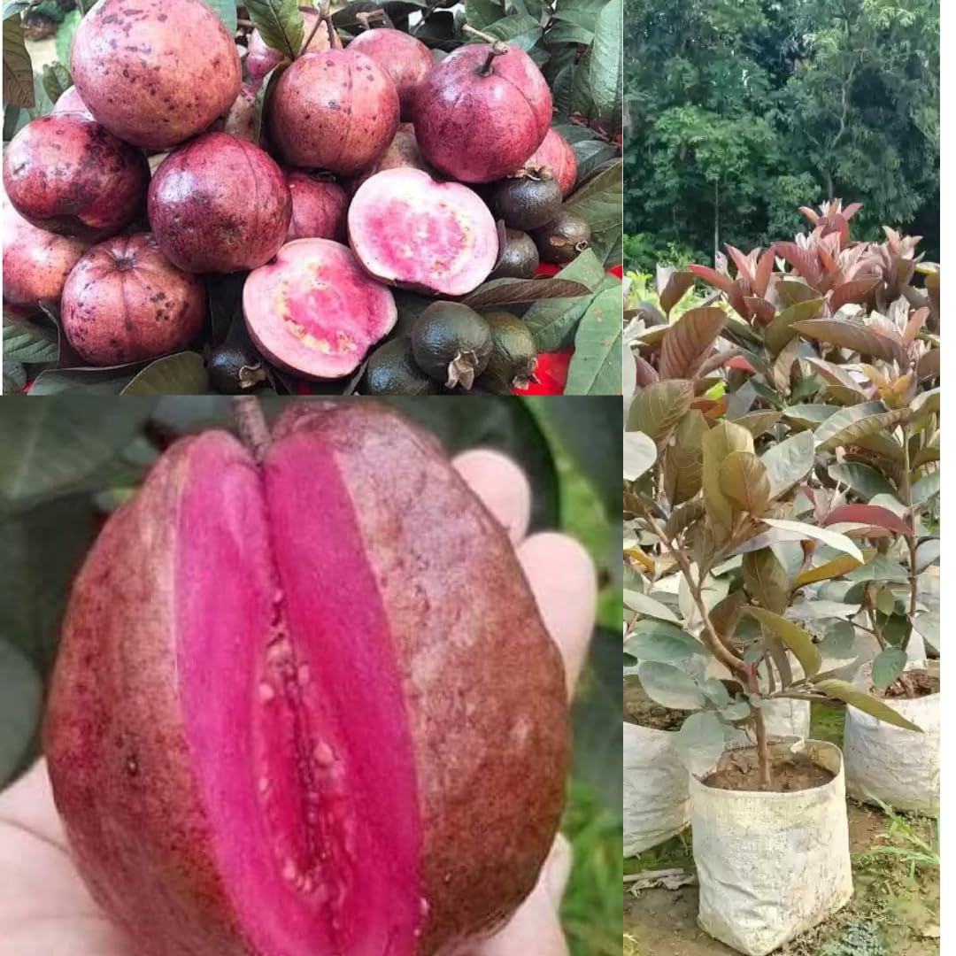 Thai Red Guava Plant — photo 3