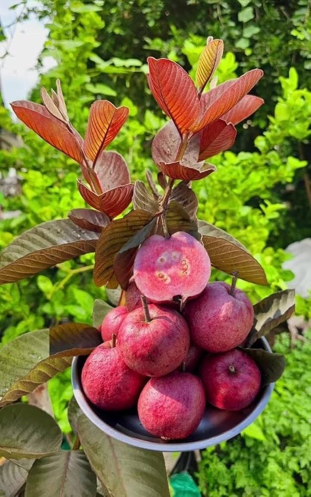 Thai Red Guava Plant — photo 4
