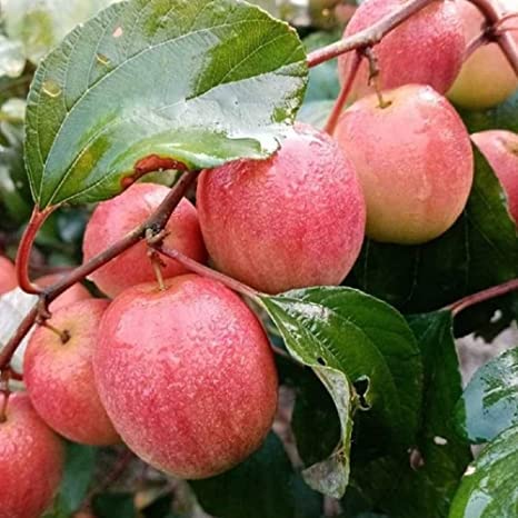 Thai variety apple ber Plant