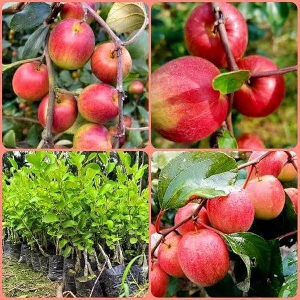 Thai variety apple ber Plant — photo 2