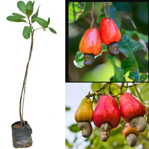 Thai variety kaju Plant