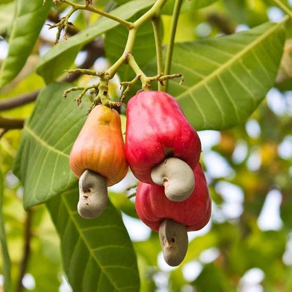 Thai variety kaju Plant — photo 2