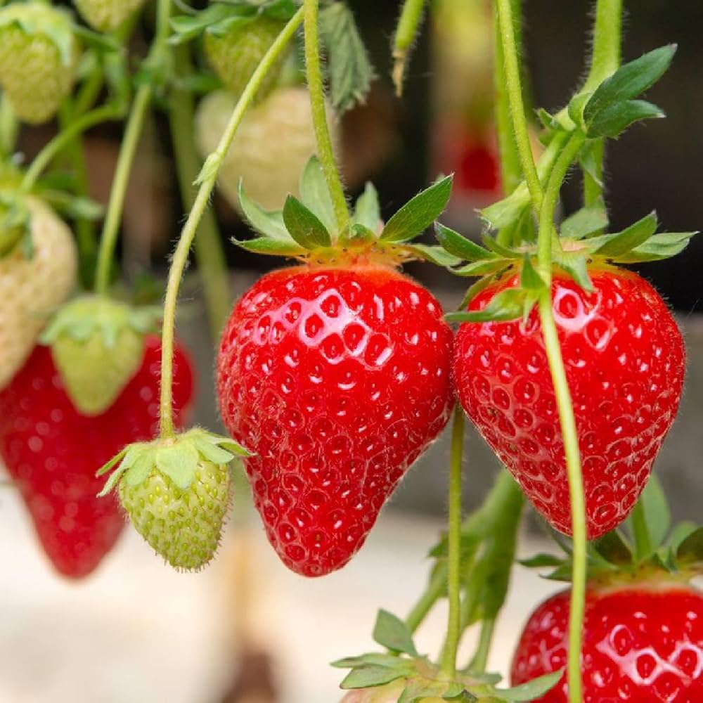 Thai variety Strawberries Plant