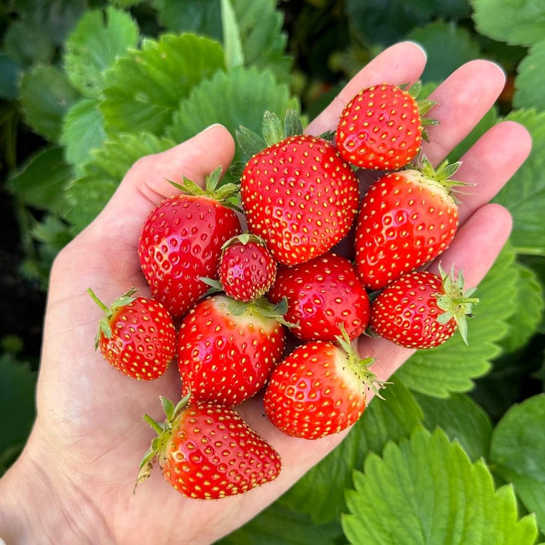 Thai variety Strawberries Plant — photo 2