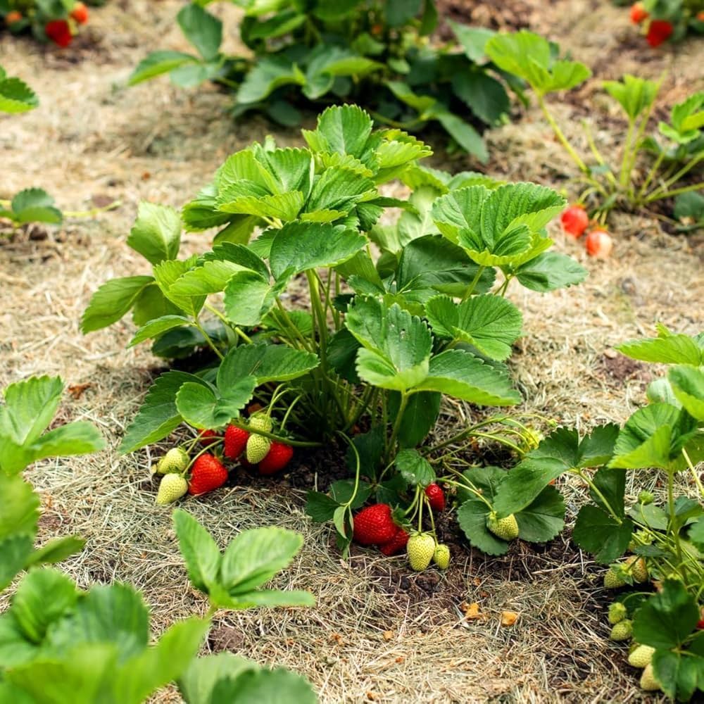 Thai variety Strawberries Plant — photo 3