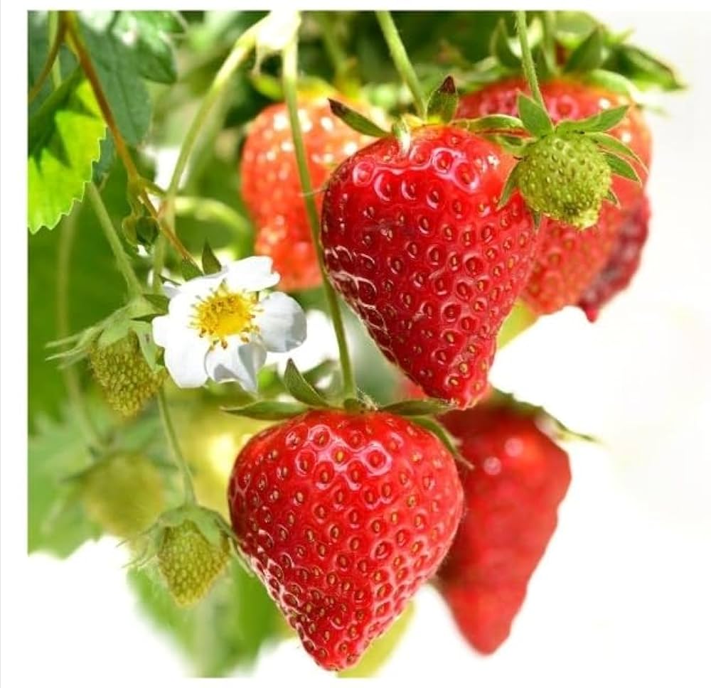 Thai variety Strawberries Plant — photo 4
