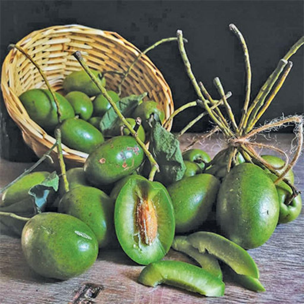 Thailand Sweet Olive- Fruit Plant & Tree