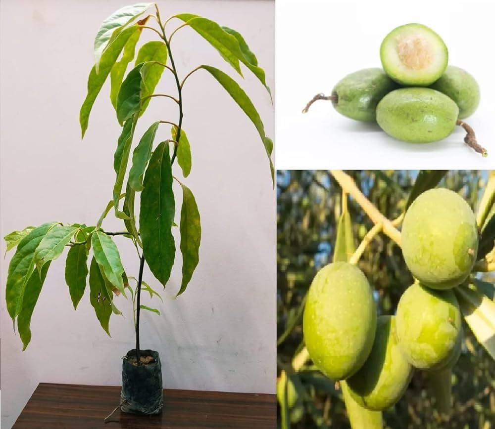 Thailand Sweet Olive- Fruit Plant & Tree — photo 2