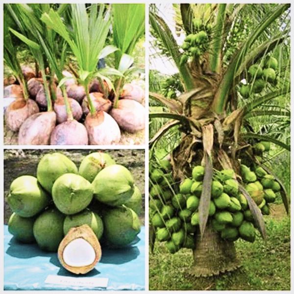 Vietnam Hybrid Coconut Plant