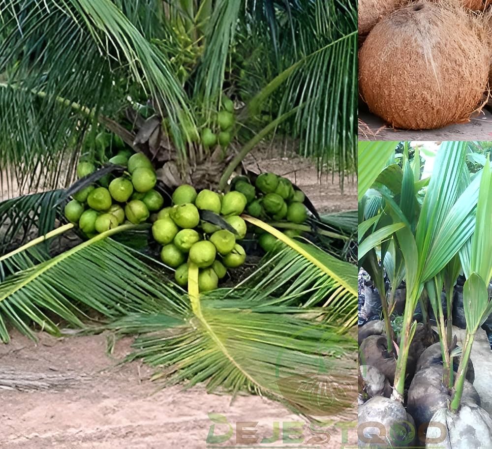 Vietnam Hybrid Coconut Plant — photo 2