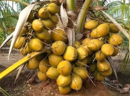 Vietnam Hybrid Coconut Plant — photo 3