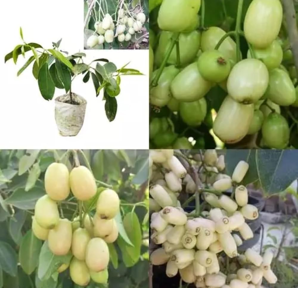 White jamun Fruit Plant
