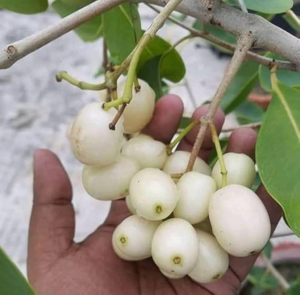 White jamun Fruit Plant — photo 2