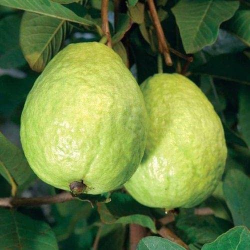 L-49 Guava-frut Plant