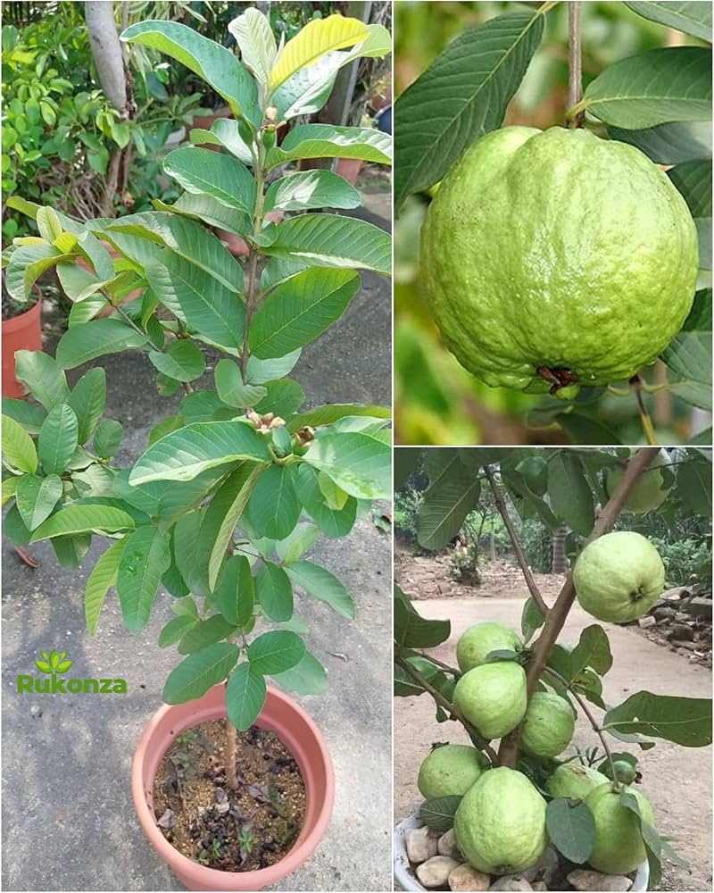 L-49 Guava-frut Plant — photo 2