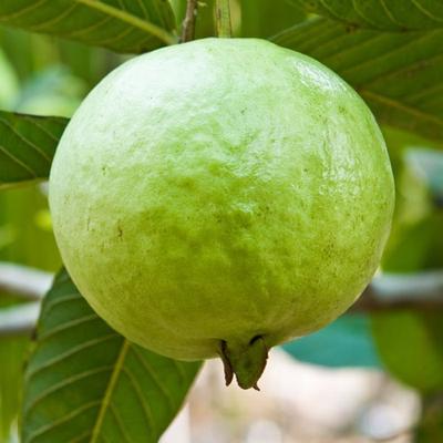 Vietnam all time guava Plant