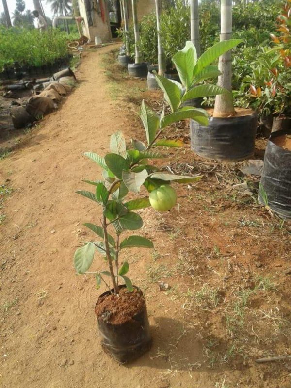 Vietnam all time guava Plant — photo 3