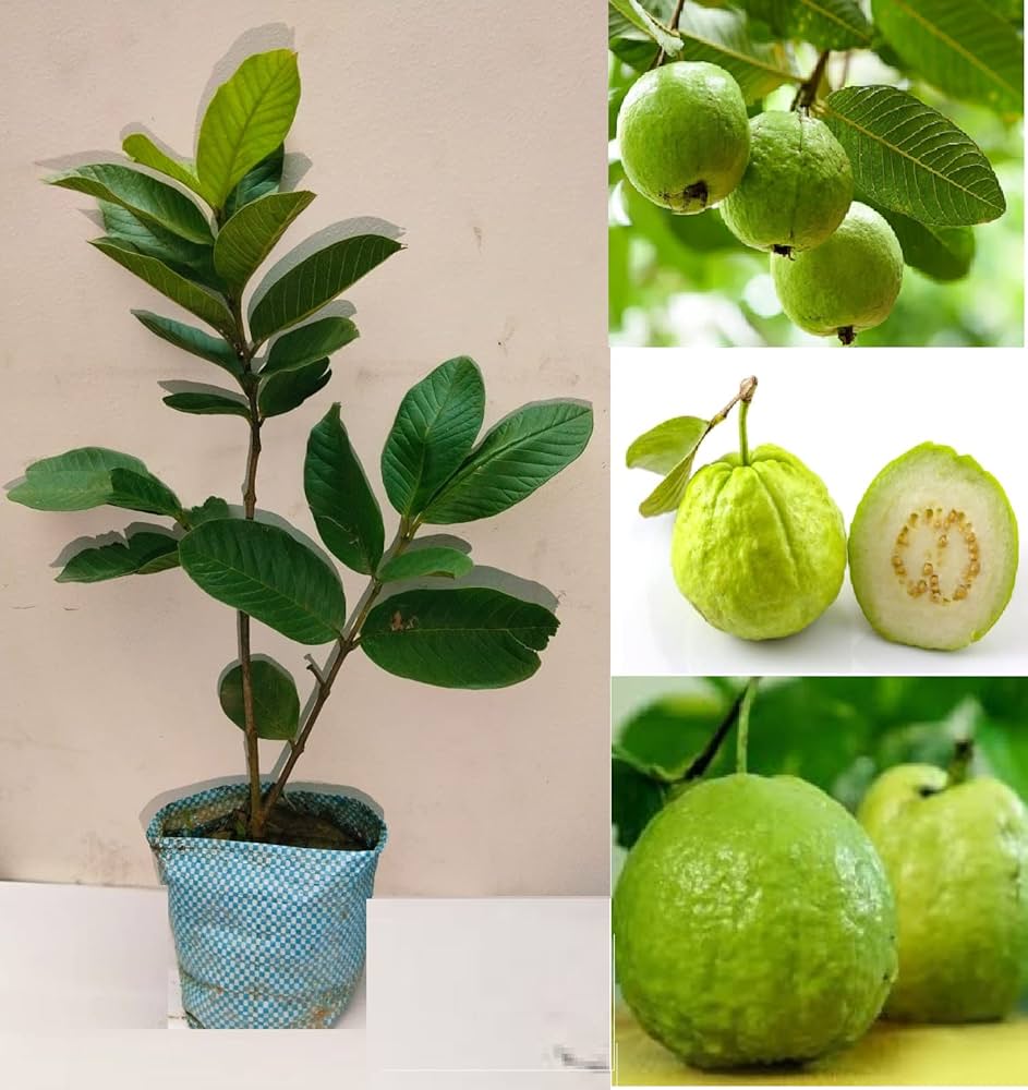 Thai 7 Guava-Fruit Plant
