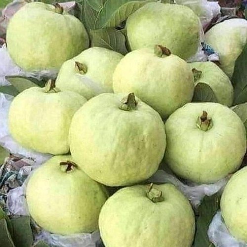Thai 7 Guava-Fruit Plant — photo 2