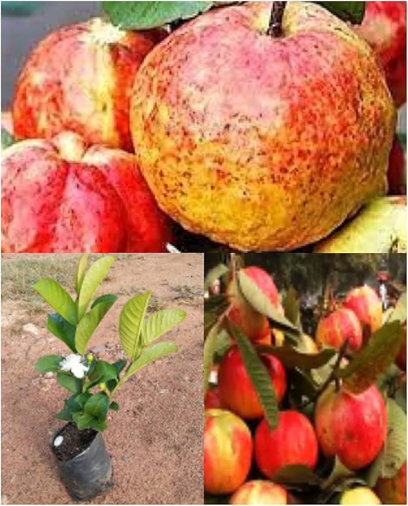 Allahabad Guava-Fruit Plant