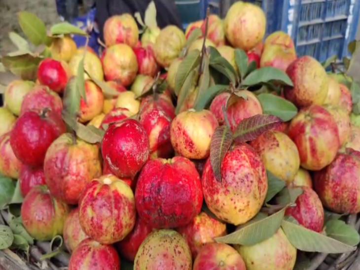 Allahabad Guava-Fruit Plant — photo 2