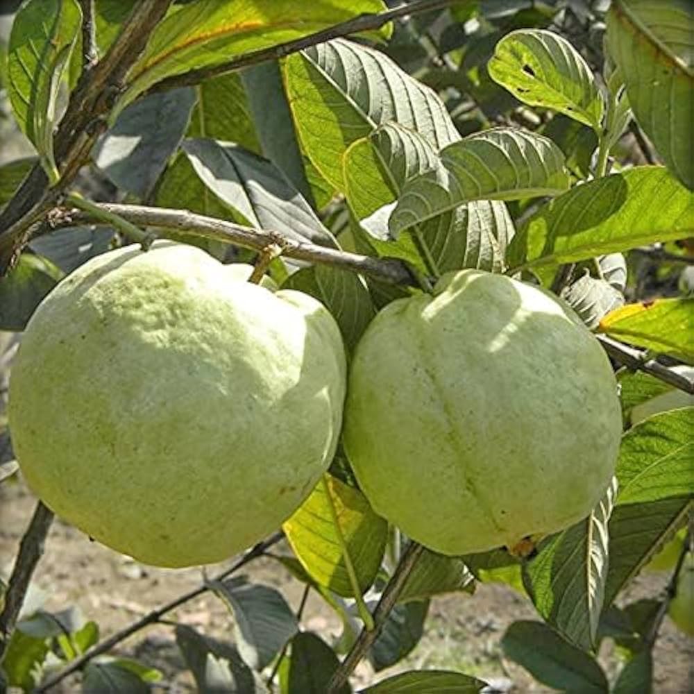 Thai Kg Guava -Fruit Plant