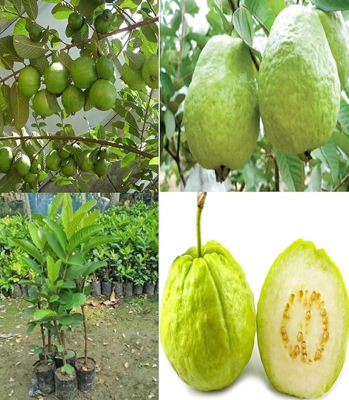 Thai Kg Guava -Fruit Plant — photo 2