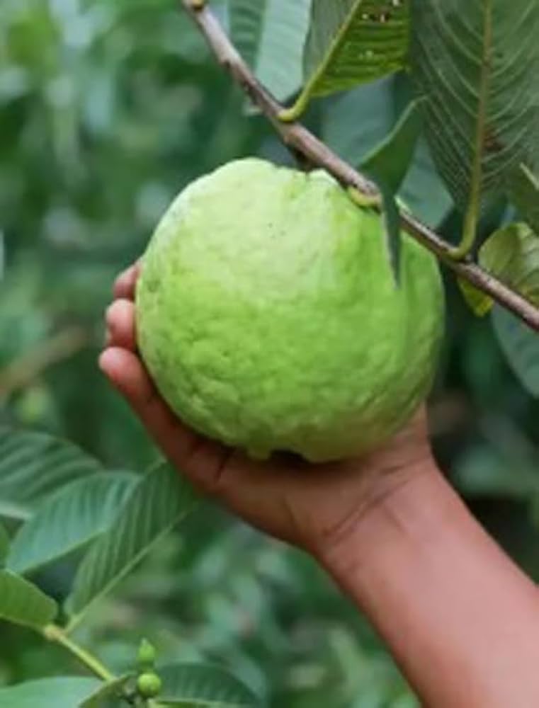 Thai Kg Guava -Fruit Plant — photo 3