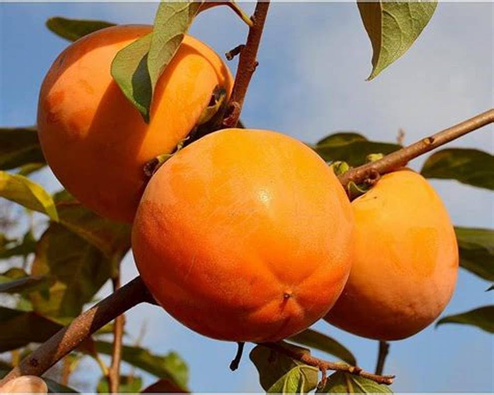 Persimmon Fruit – Grafted Plant (Premium Hybrid Variety)