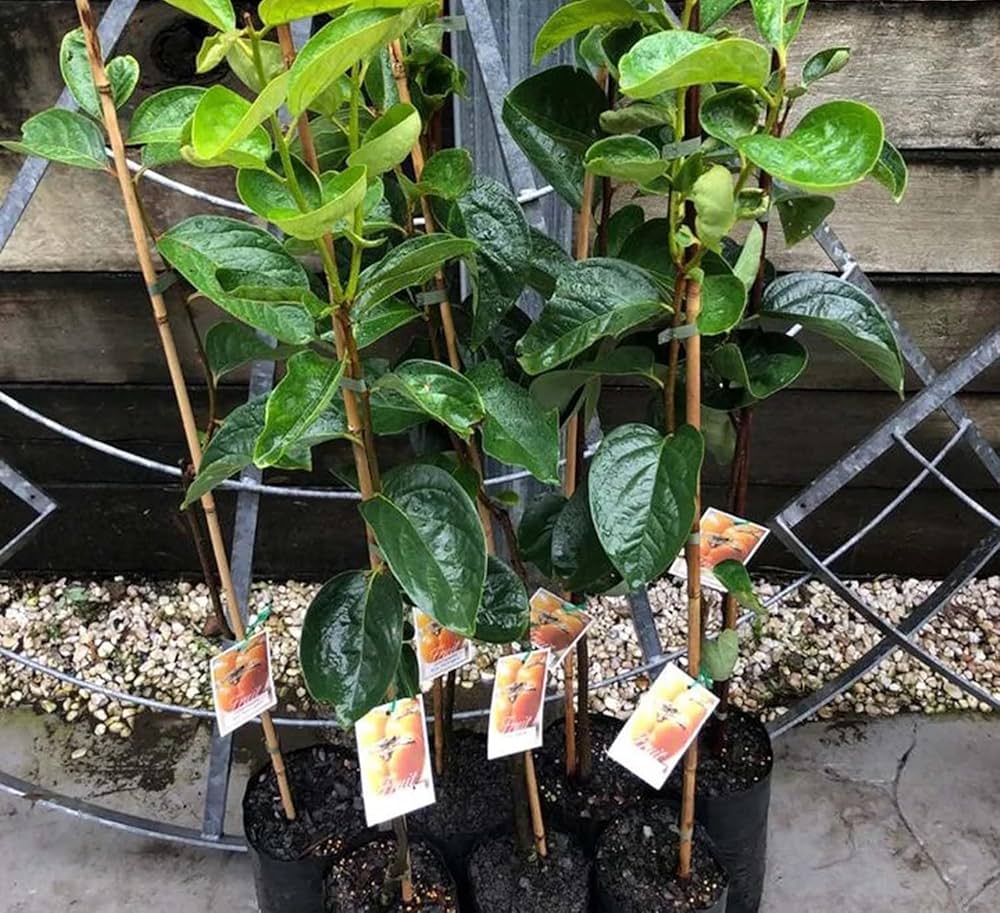 Persimmon Fruit – Grafted Plant (Premium Hybrid Variety) — photo 2