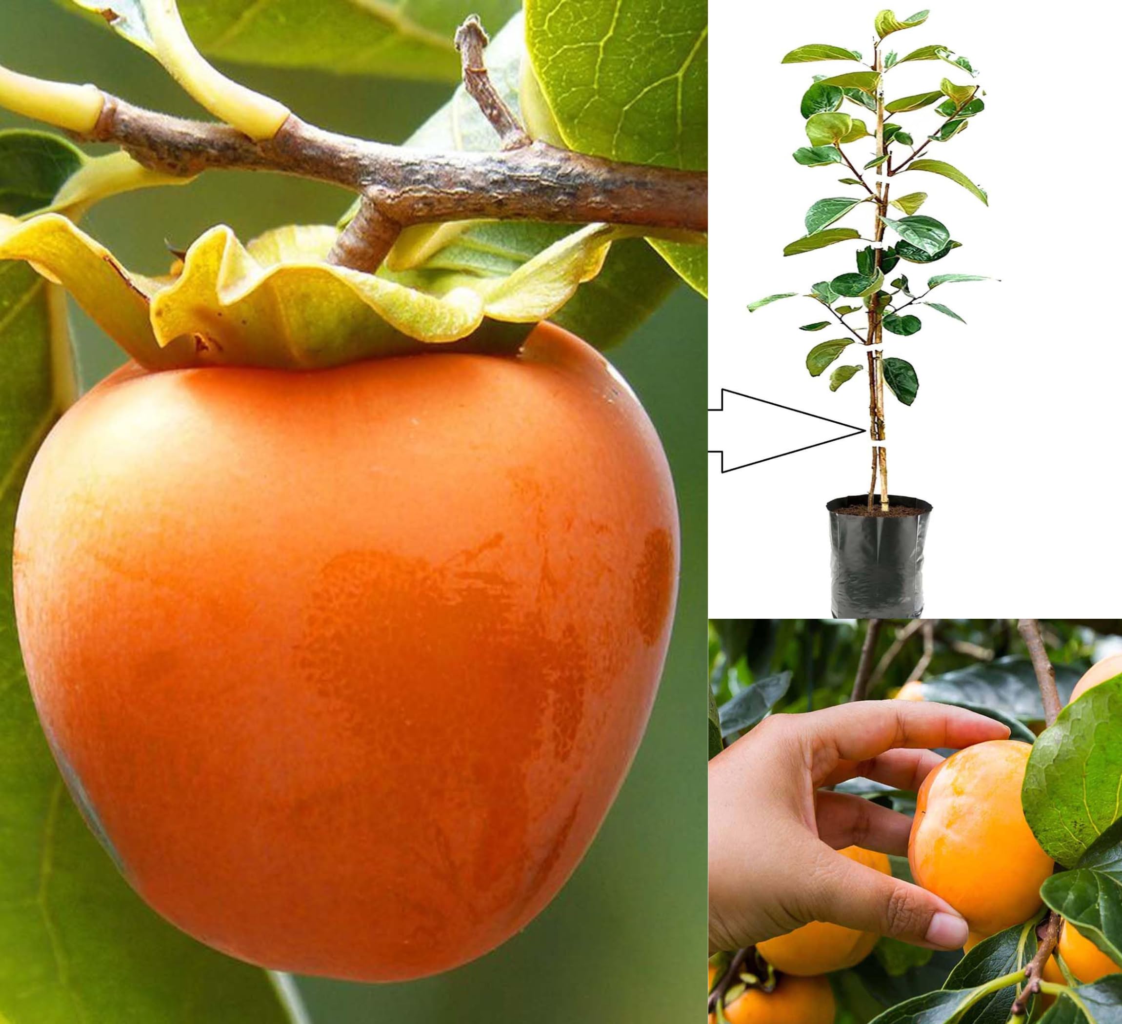 Persimmon Fruit – Grafted Plant (Premium Hybrid Variety) — photo 3