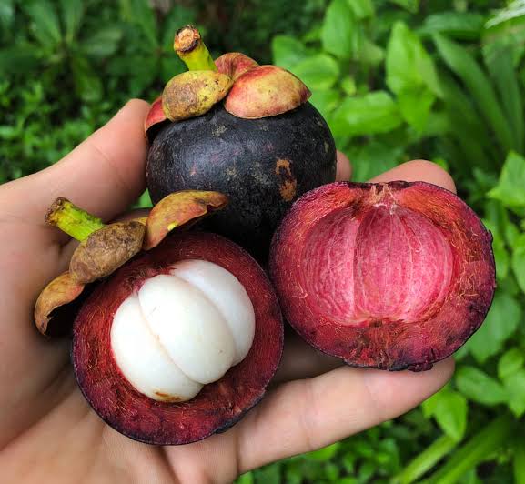 Mangosteen Fruit Plant | Premium Exotic