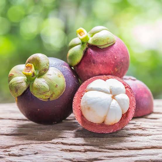 Mangosteen Fruit Plant | Premium Exotic — photo 2