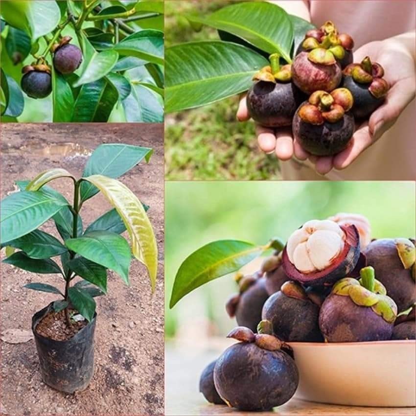 Mangosteen Fruit Plant | Premium Exotic — photo 3