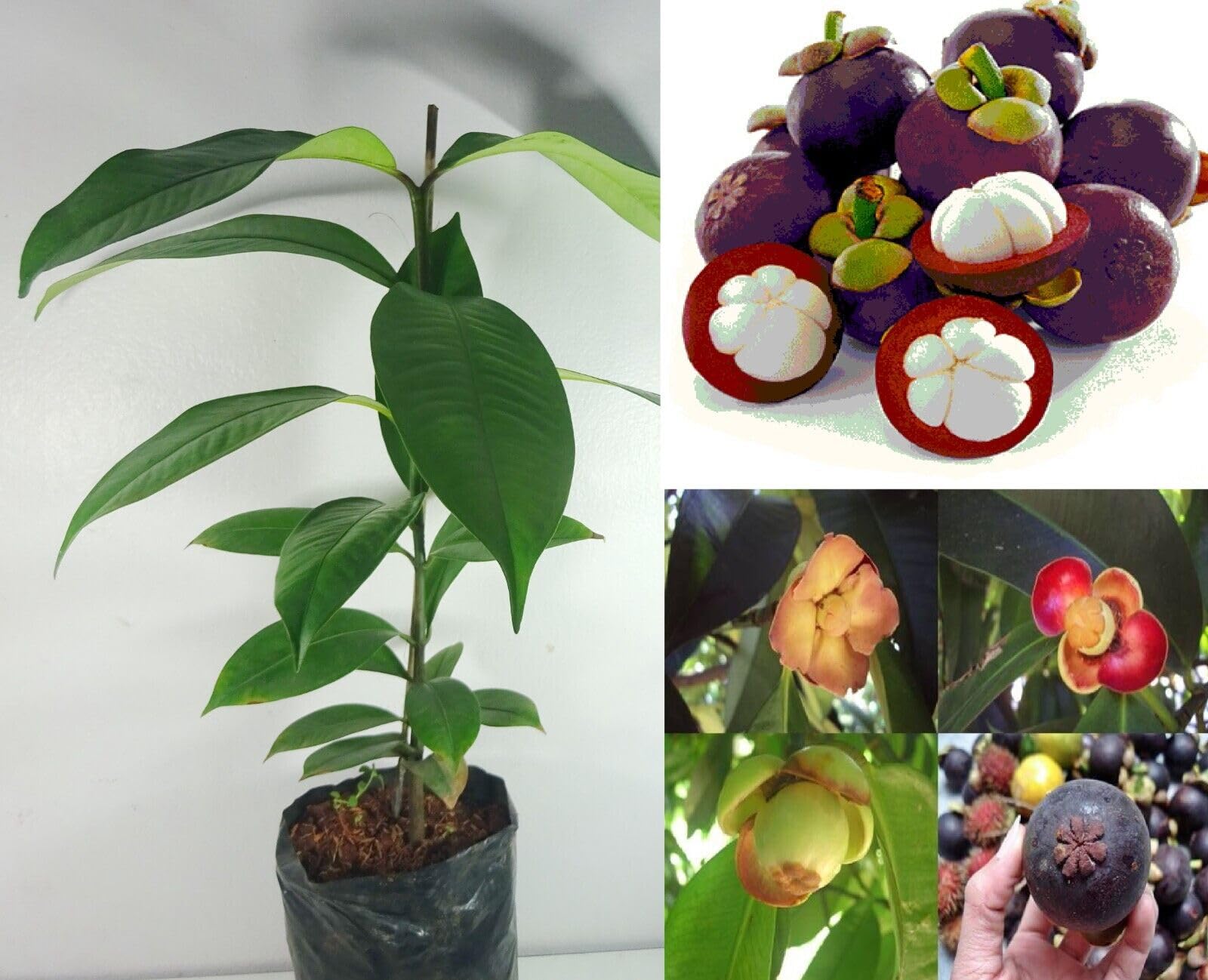 Mangosteen Fruit Plant | Premium Exotic — photo 4