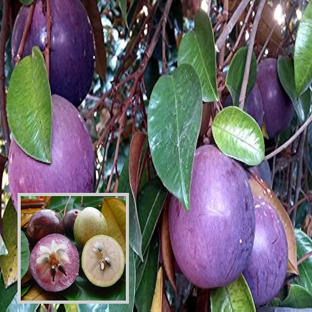 Milk Fruit Plant | Sweet Tropical Exotic